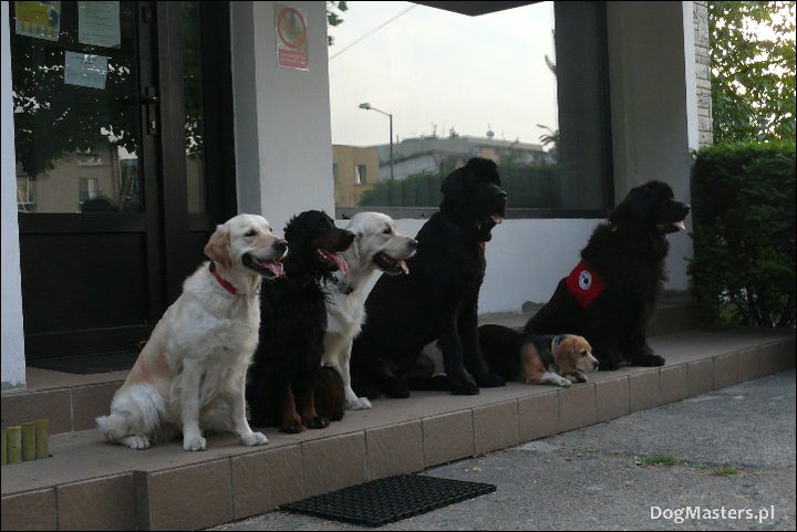 dogmasters